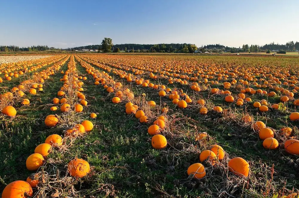 Rows of ripe orange pumpkins in a field at sunset