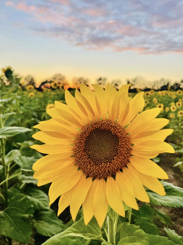 sunflower at Nixon Farms pumpkin patch
