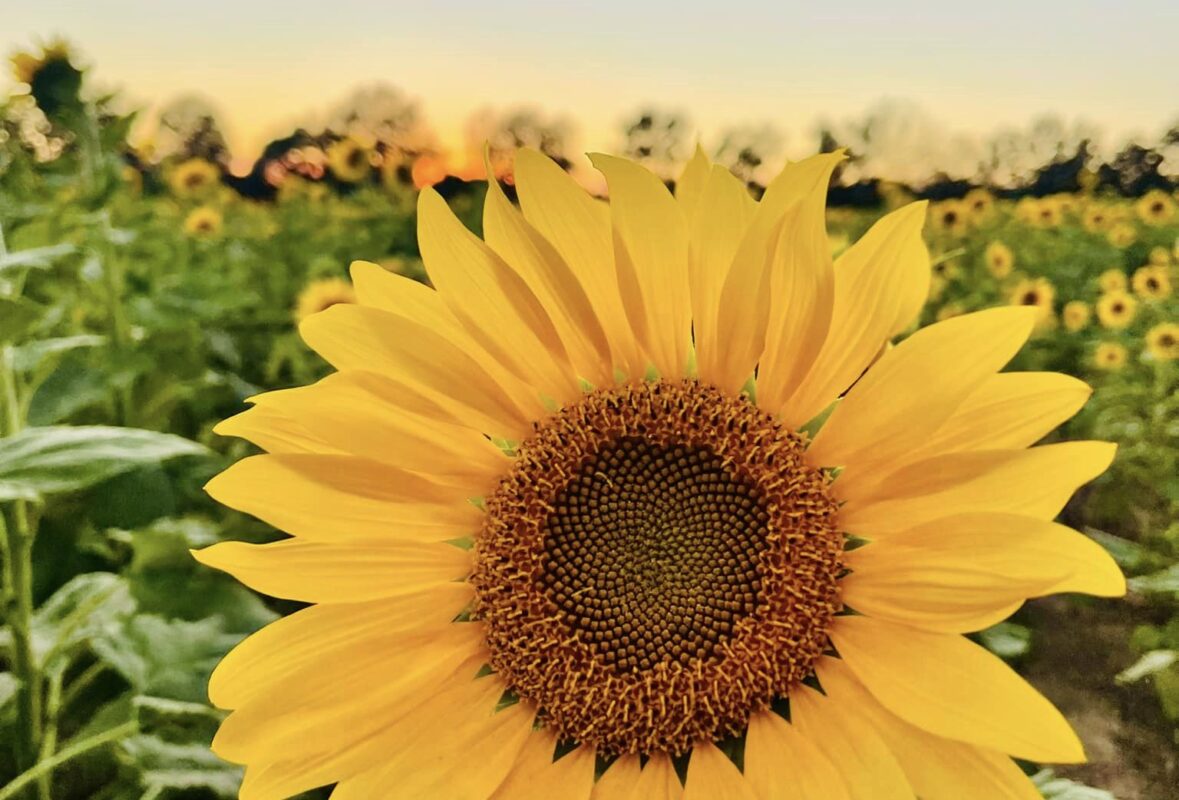 sunflower at Nixon Farms pumpkin patch